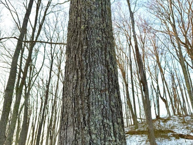 0 Carrs Run, Jackson Twp, OH 45613 Photo 4