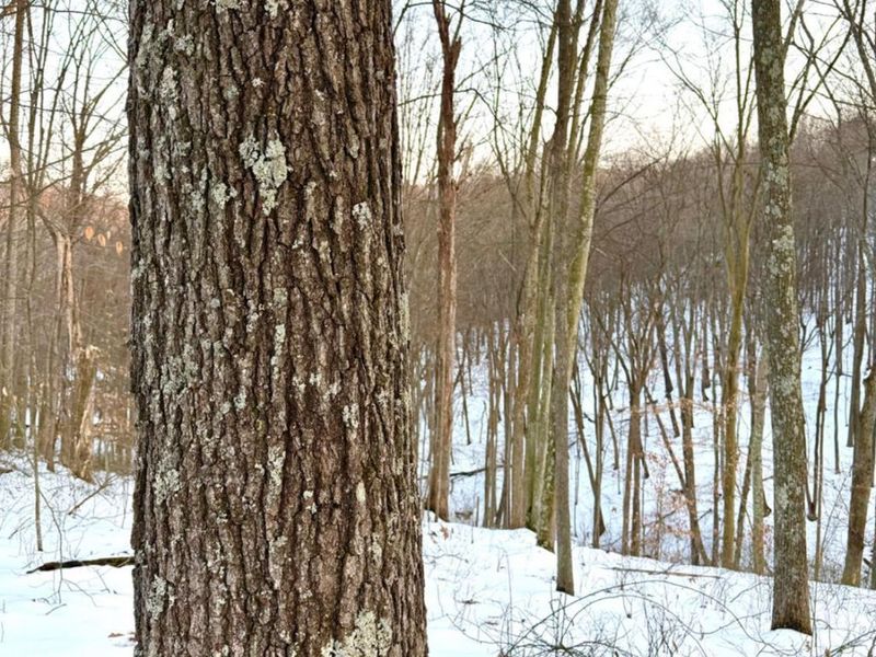 0 Carrs Run, Jackson Twp, OH 45613 Photo 43