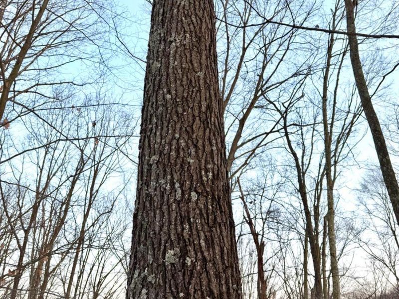 0 Carrs Run, Jackson Twp, OH 45613 Photo 44