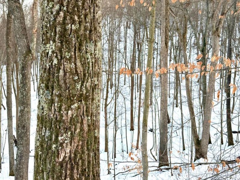 0 Carrs Run, Jackson Twp, OH 45613 Photo 49