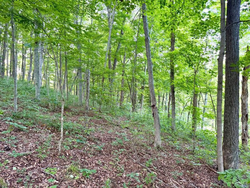 0 Carrs Run, Jackson Twp, OH 45613 Photo 5