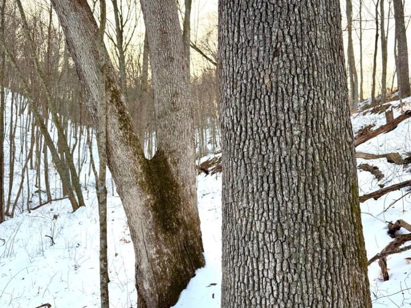 0 Carrs Run, Jackson Twp, OH 45613 Photo 51