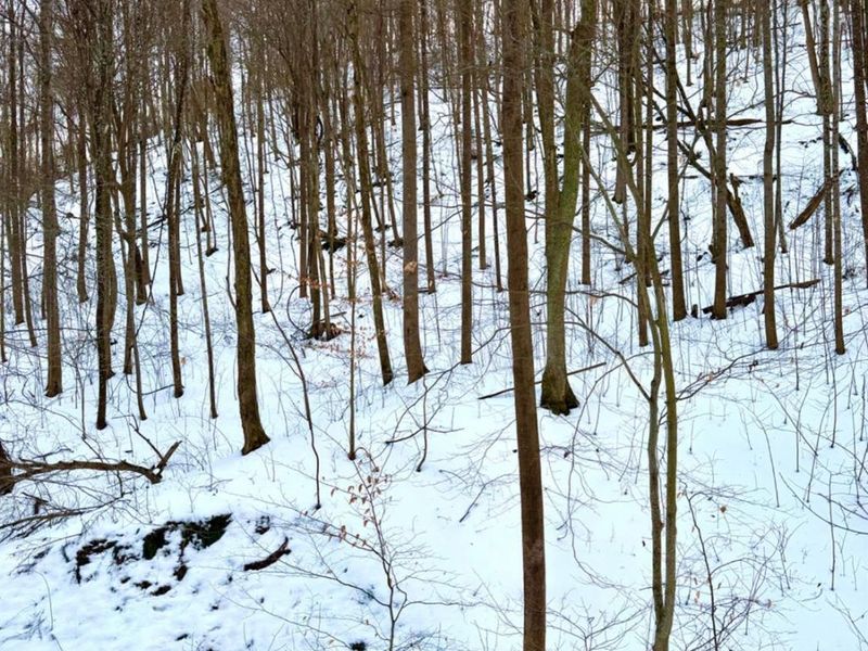 0 Carrs Run, Jackson Twp, OH 45613 Photo 54