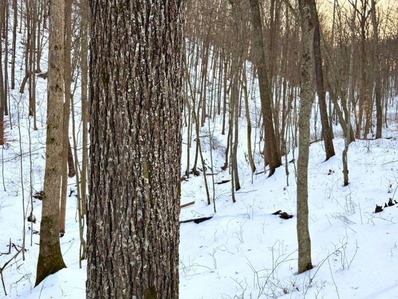 0 Carrs Run, Jackson Twp, OH 45613 Photo 55