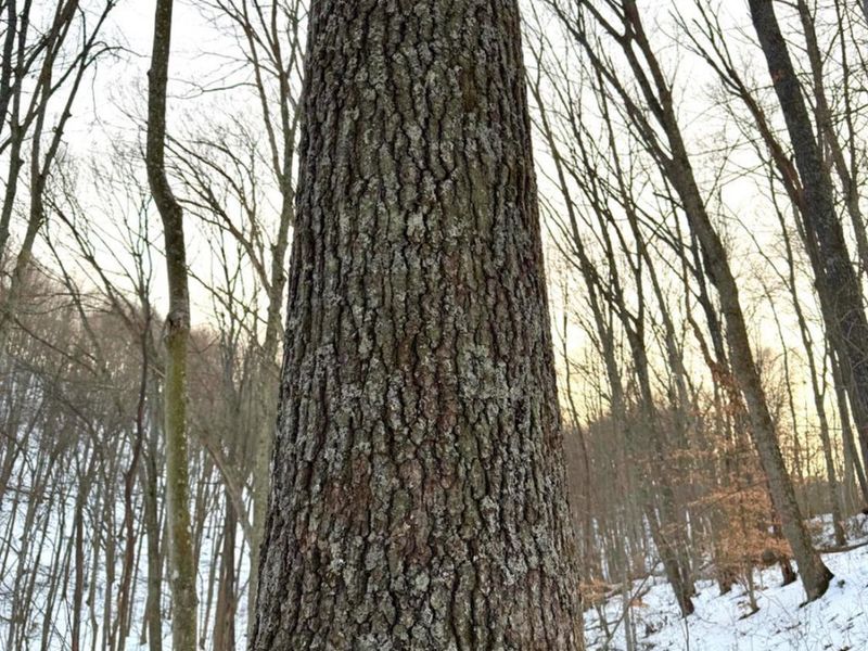 0 Carrs Run, Jackson Twp, OH 45613 Photo 57