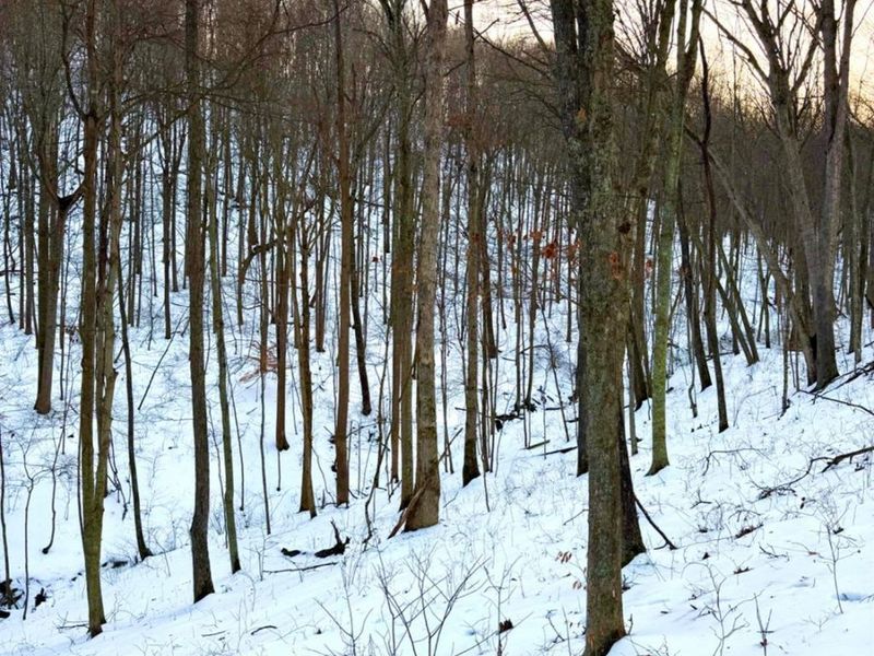 0 Carrs Run, Jackson Twp, OH 45613 Photo 59