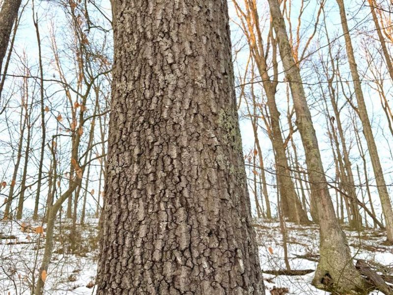 0 Carrs Run, Jackson Twp, OH 45613 Photo 6