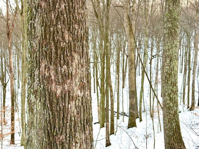 0 Carrs Run, Jackson Twp, OH 45613 Photo 61