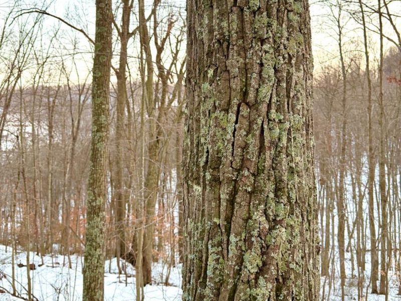 0 Carrs Run, Jackson Twp, OH 45613 Photo 64