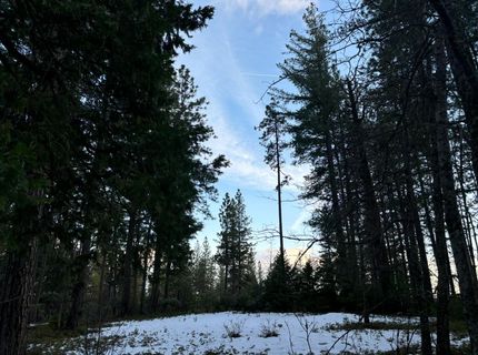 164 Vireo Ct, Avery, CA 95224 Photo