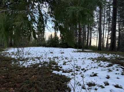 164 Vireo Ct, Avery, CA 95224 Photo