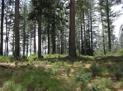 164 Vireo Ct, Avery, CA 95224 Photo