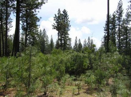164 Vireo Ct, Avery, CA 95224 Photo