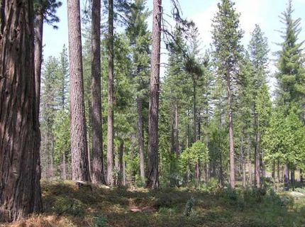 164 Vireo Ct, Avery, CA 95224 Photo