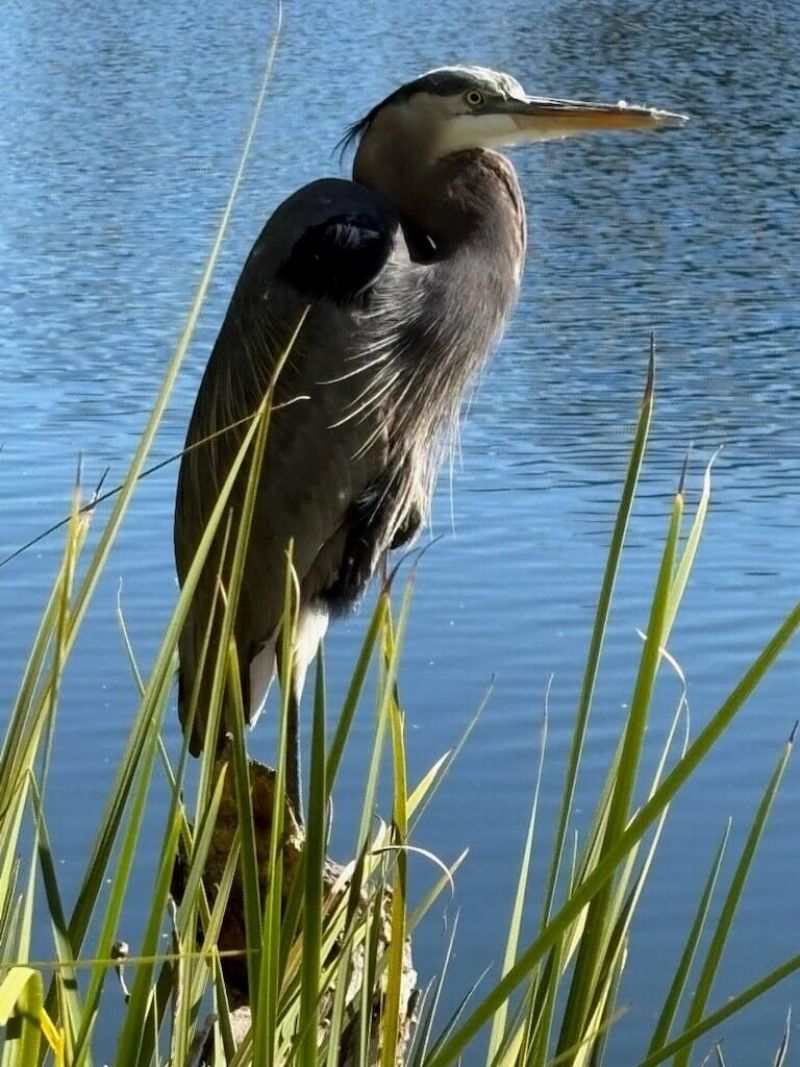 1647 Paradise Lake Drive Photo 22