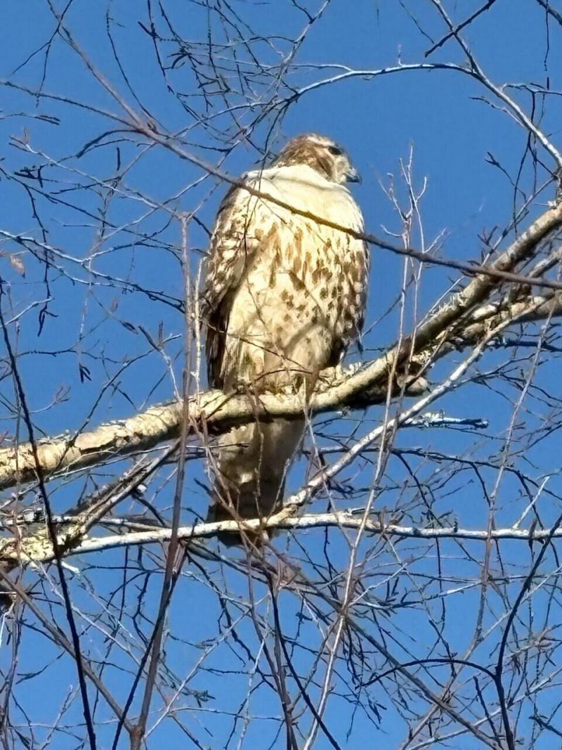 1647 Paradise Lake Drive Photo 60