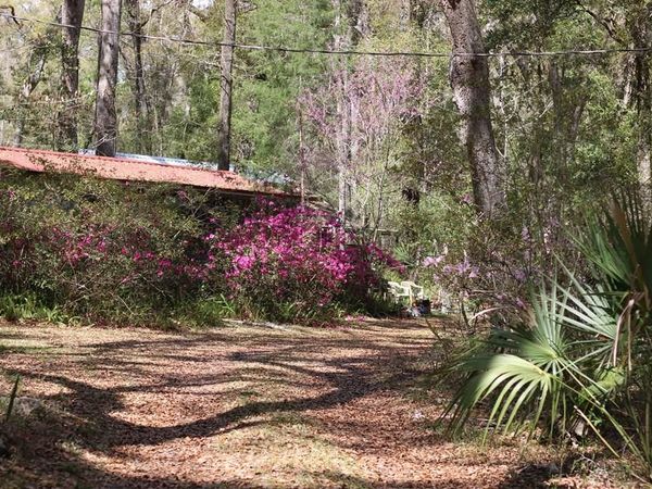 409 NE 212th Ave, Old Town, FL 32680