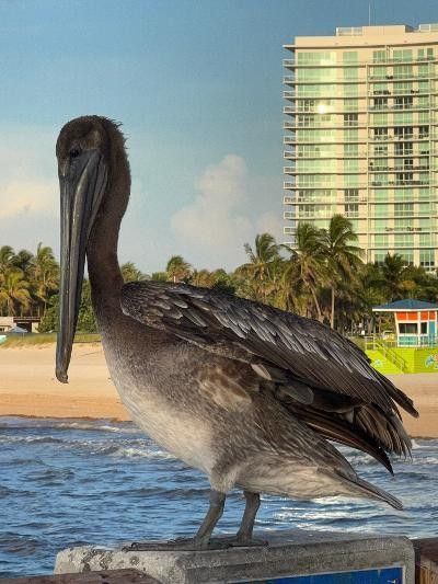 133 N Pompano Beach Boulevard, Unit 209, Pompano Beach, FL 33062 Photo