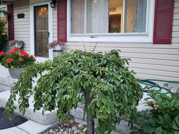 33790 Steadman Road, New Boston, MI 48164