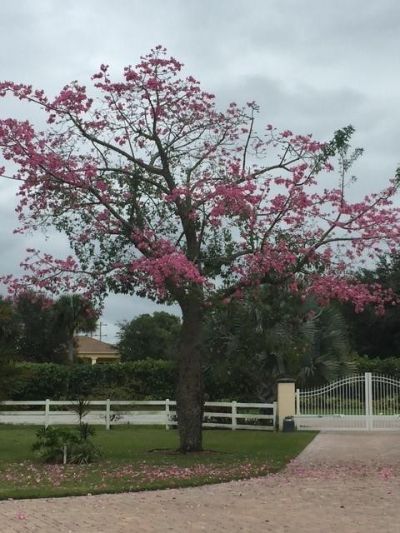 650 E Rambling Drive, Wellington, FL 33414 Photo