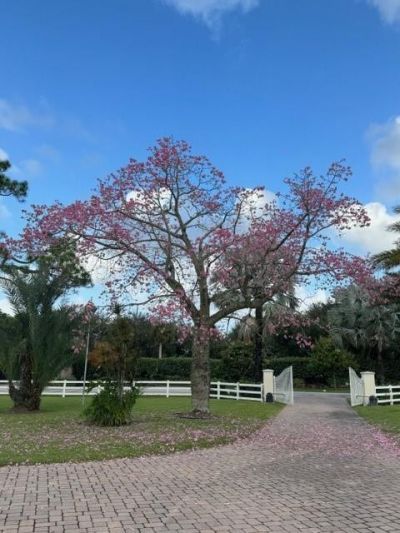 650 E Rambling Drive, Wellington, FL 33414 Photo