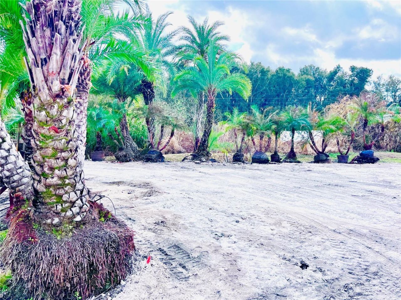 8440 County Road 48, Yalaha, FL 34797 Photo