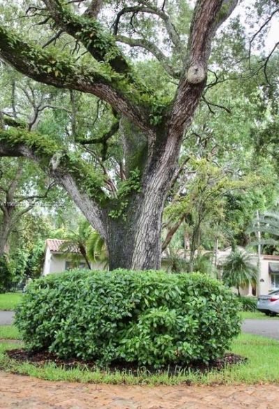 721 Tibidabo Ave, Coral Gables, FL 33143 Photo