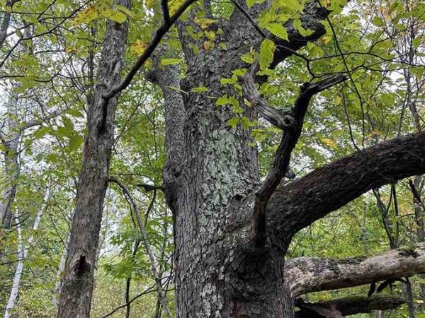 0000 Cedar River Road, Mancelona, MI 49659