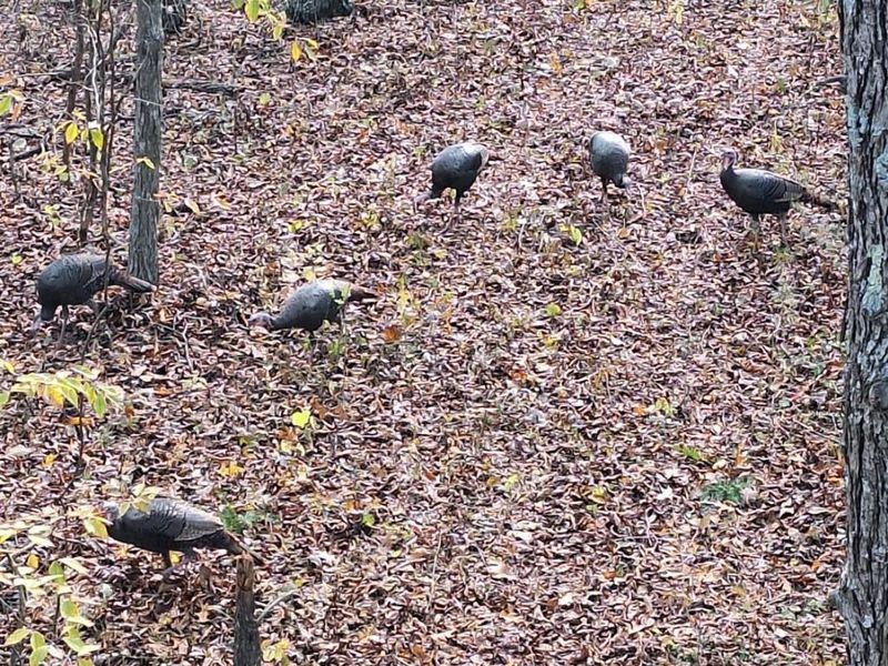 234 Dry Bone Drive, Mifflin Twp, OH 45660 Photo 5