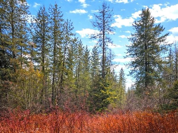 43XX E Deer Lake Rd, Loon Lake, WA 99148