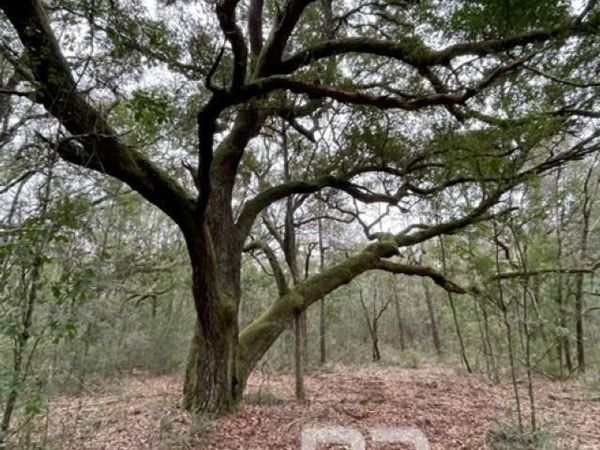 9847 S County Road 99, Lillian, AL 36549