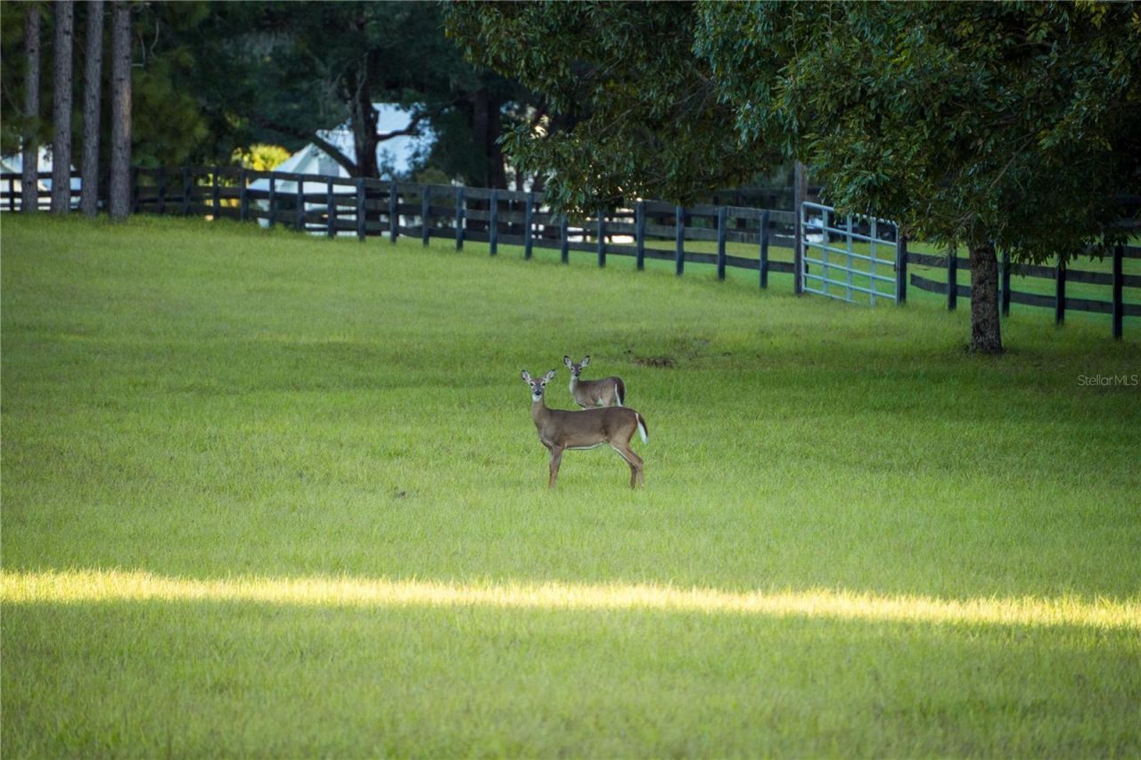 Blue Bird Court Sw, Fort White, FL 32038 Photo
