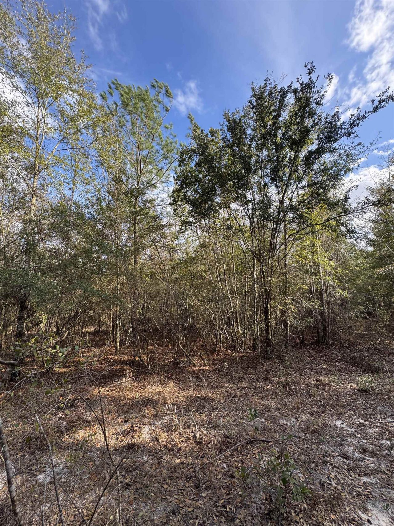 Ne Rocky Ford Road, Pinetta, FL 32350 Photo