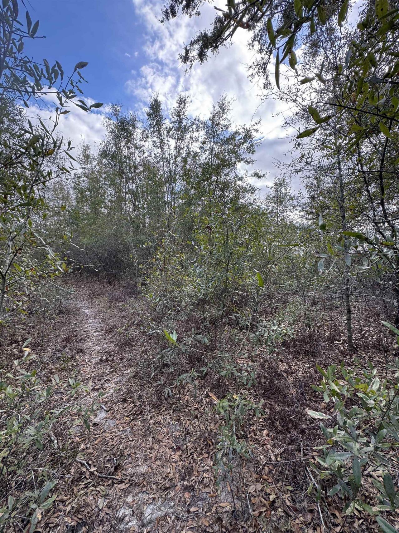 Ne Rocky Ford Road, Pinetta, FL 32350 Photo