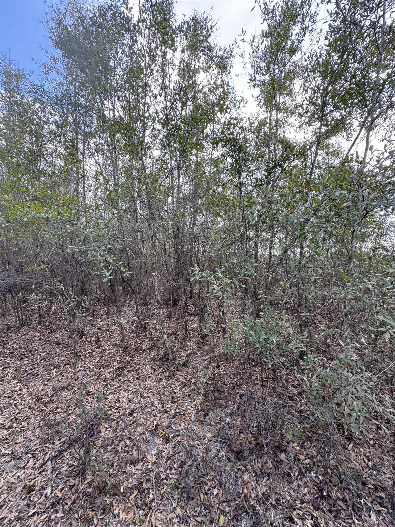 Ne Rocky Ford Road, Pinetta, FL 32350 Photo