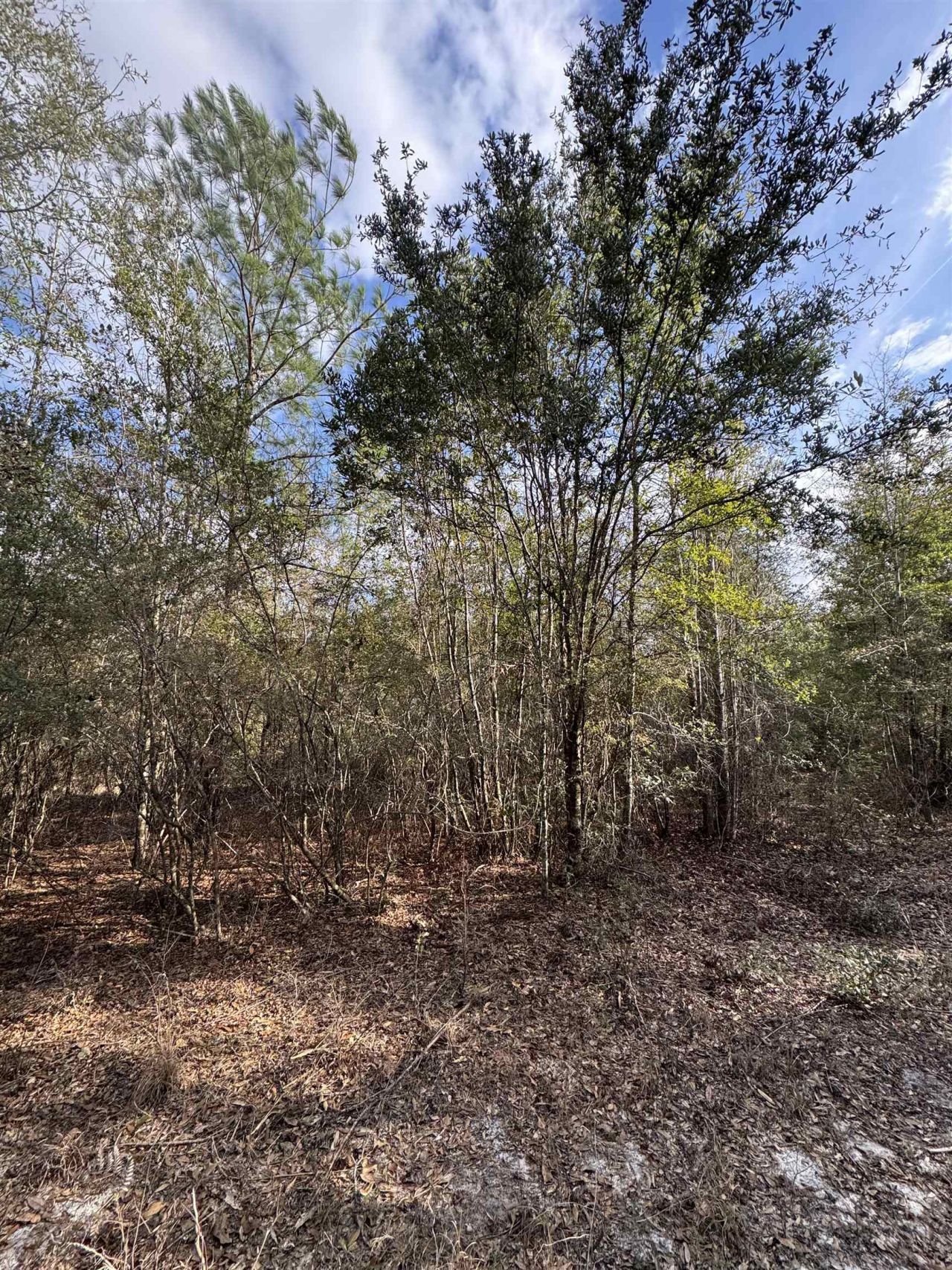 Ne Rocky Ford Road, Pinetta, FL 32350 Photo