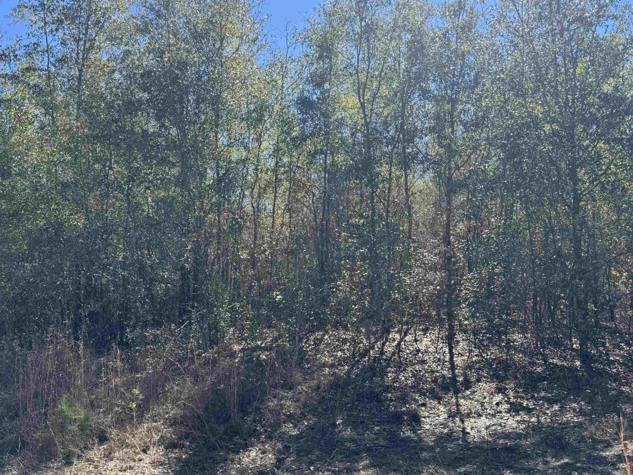 Ne Rocky Ford Road, Pinetta, FL 32350 Photo