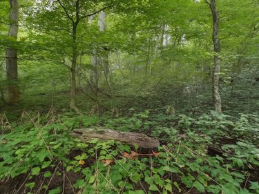 0 Nada Tunnel Rd , Stanton, KY 40380