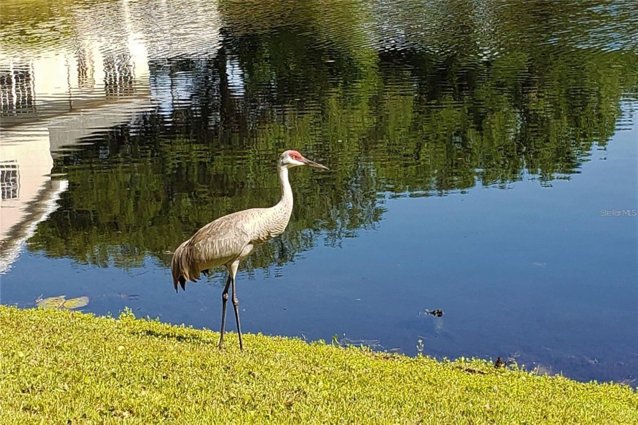 16013 N Florida Avenue, Lutz, FL 33549 Photo