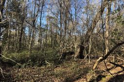 2135 Highway 646 photo 4