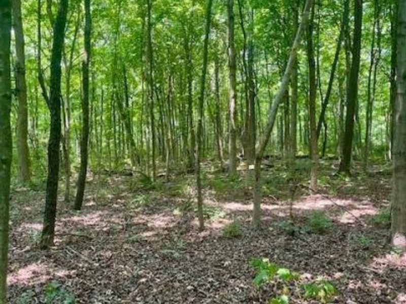 8469 McCulley Lane, Blanchester, OH 45107 Photo 19