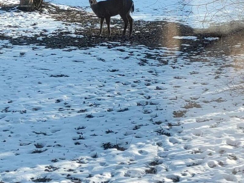 1485 Norma Road , Columbus, OH 43229 Photo 28