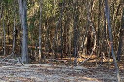 824 Anders Drive  photo 4