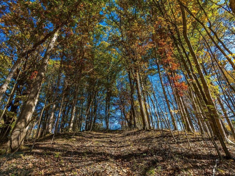 3596 Goose Lane, Granville, OH 43023 Photo 12