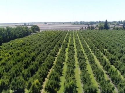 River Rd, Courtland, CA 95615 Photo