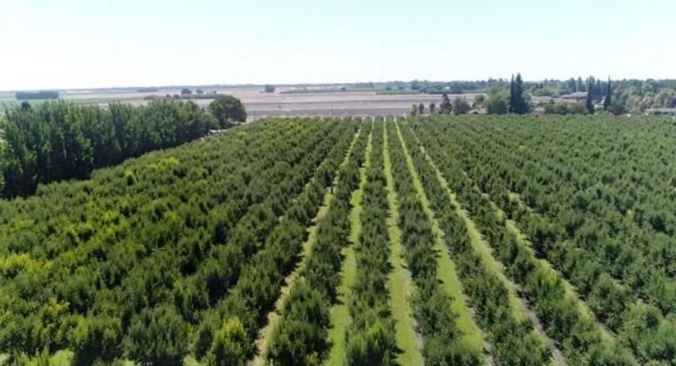 River Rd, Courtland, CA 95615 Photo
