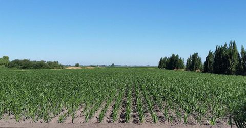 River Rd, Courtland, CA 95615 Photo