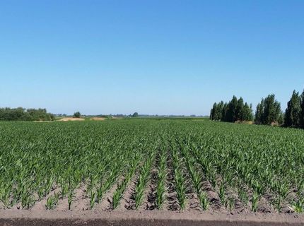 River Rd, Courtland, CA 95615 Photo