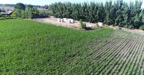 River Rd, Courtland, CA 95615 Photo