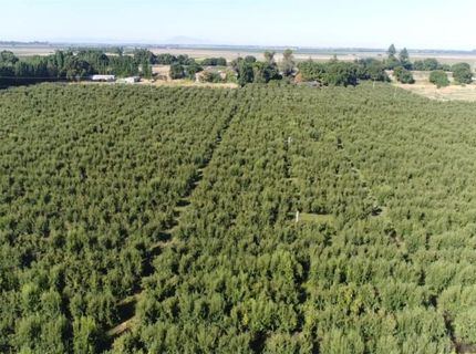 River Rd, Courtland, CA 95615 Photo